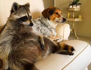 免费cc攻击测试